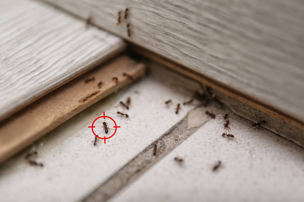 Best Affordable Pest Control Services  in Odon, IN