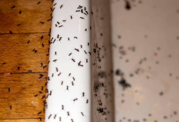 Best Pest Inspection Near Me  in Odon, IN